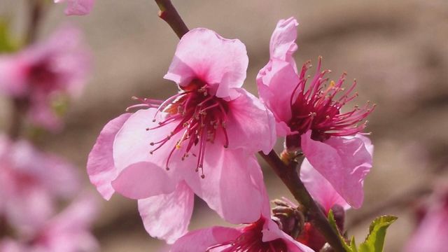 無綫新聞 TVB News