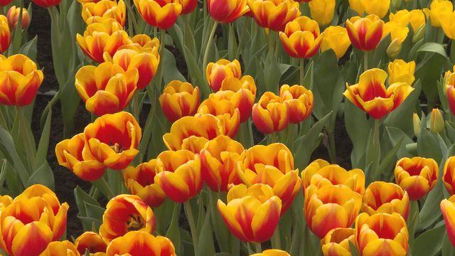 無綫新聞 TVB News