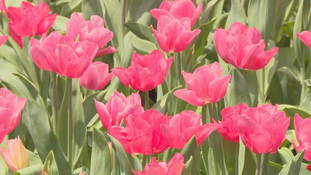 無綫新聞 TVB News