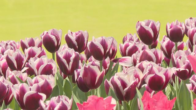 無綫新聞 TVB News