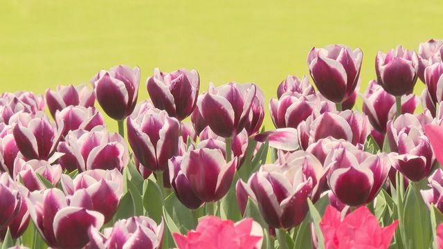 無綫新聞 TVB News