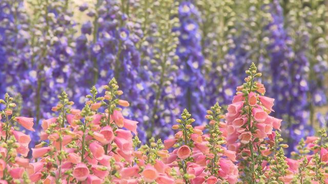 無綫新聞 TVB News