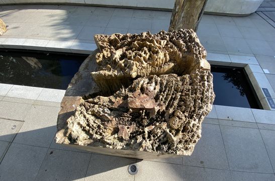 周末好去處｜在荃灣西考古？　全港首個「木化石」公園　探索遠古植物奧秘