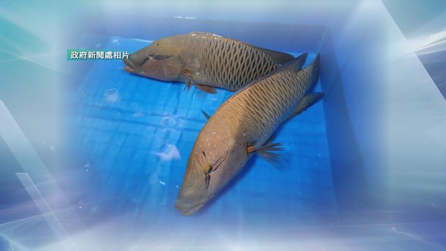 AFCD seized 2 live humphead wrasses from a Lok Fu restaurant worth ~$17,000