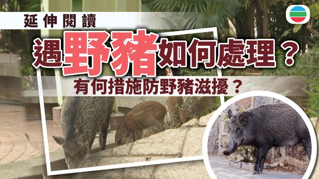 遇到野豬應如何處理?有何措施可預防野豬滋擾?|延伸閱讀 遇到野豬應如何處理?有何措施可預防野豬滋擾?|延伸閱讀