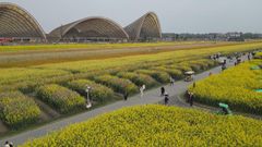 Colourful rapeseed flowers with pastoral charm in Sichuan