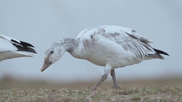 無綫新聞 TVB News 無綫新聞 TVB News