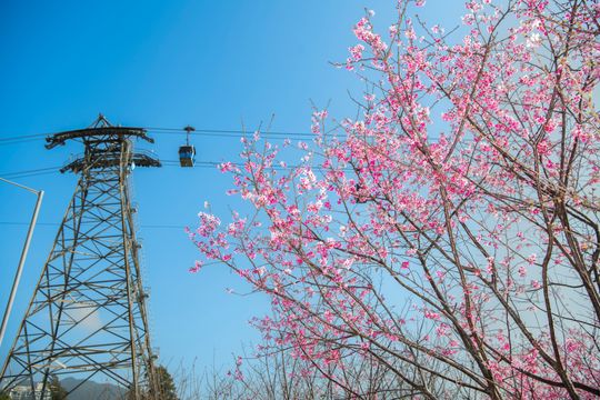 賞花情報 ❀ 打卡攻略｜春天來臨　各區繁花盛放形成花海｜圖輯