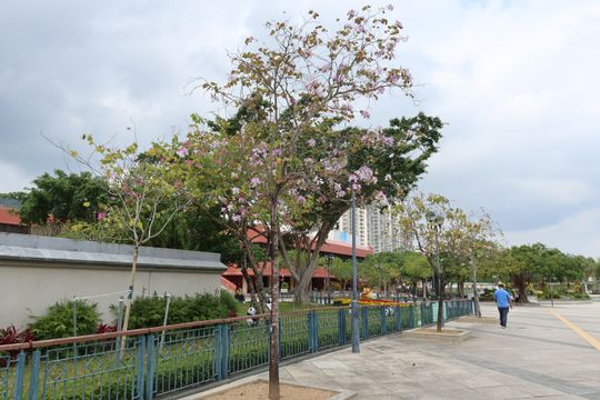 無綫新聞 TVB News