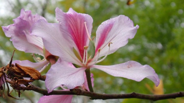 無綫新聞 TVB News