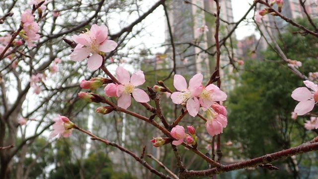 無綫新聞 TVB News