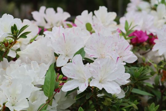 無綫新聞 TVB News