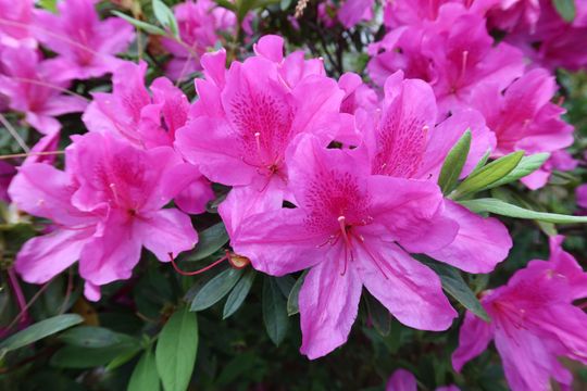 無綫新聞 TVB News