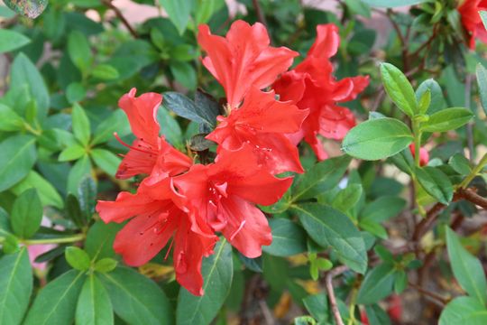 無綫新聞 TVB News