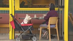 HK to allow dogs in restaurants in July, lawmakers raise food safety concerns