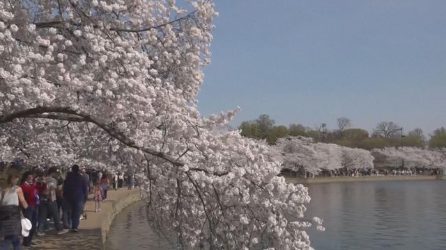 Japan gives US additional 250 cherry blossom trees to mark anniversary of its independence