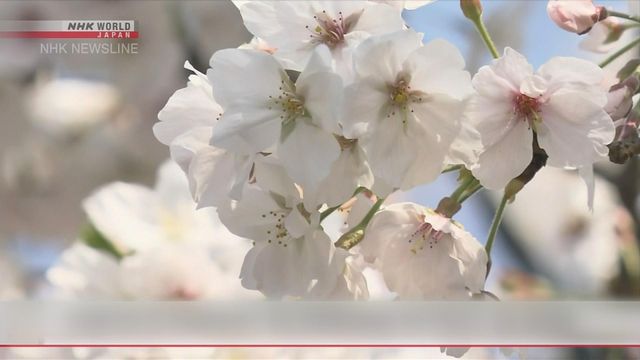 無綫新聞 TVB News