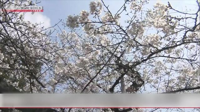 無綫新聞 TVB News