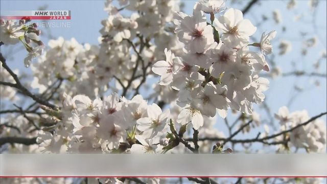 無綫新聞 TVB News