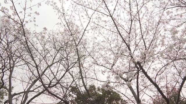 無綫新聞 TVB News