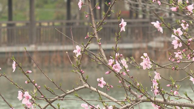 無綫新聞 TVB News