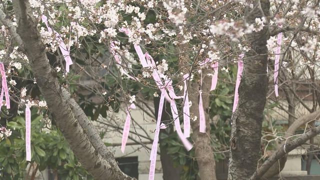 無綫新聞 TVB News