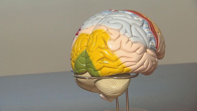 香港科技探索研器官保存　分離頭部維持生命活動7小時或成全球首例｜財經．延伸閱讀