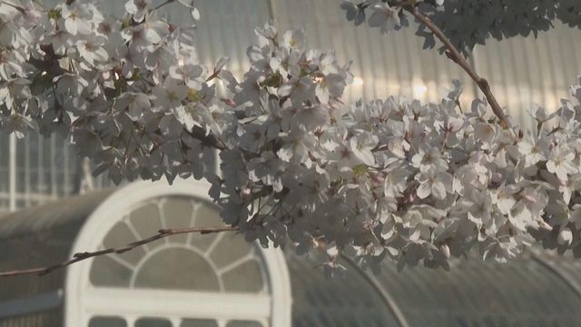 無綫新聞 TVB News