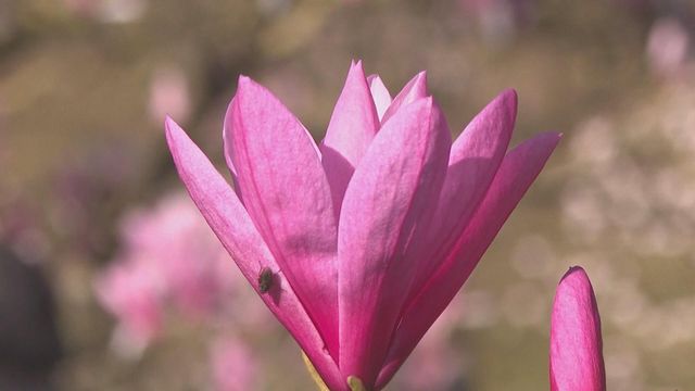 無綫新聞 TVB News