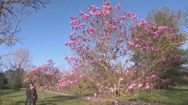 無綫新聞 TVB News