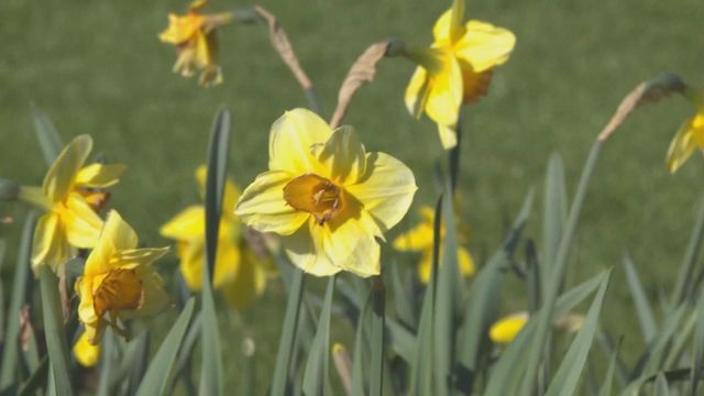 無綫新聞 TVB News