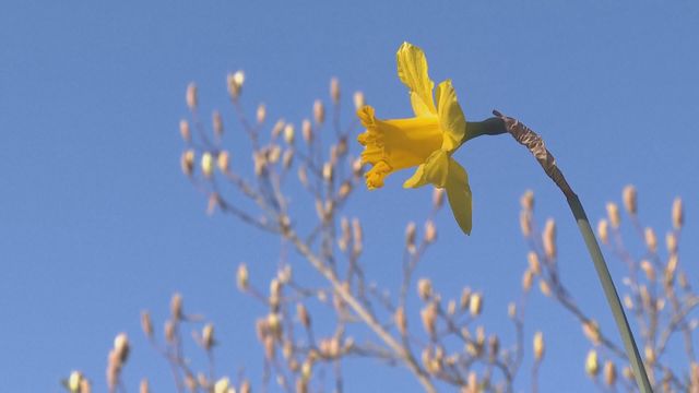 無綫新聞 TVB News