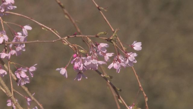 無綫新聞 TVB News