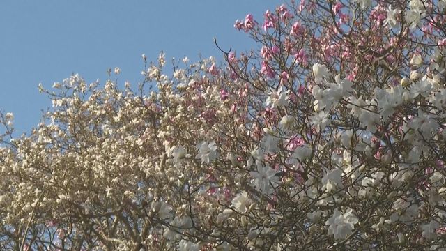 無綫新聞 TVB News