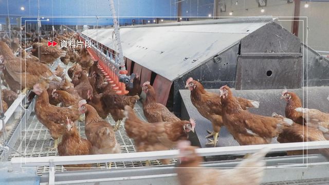 台灣出現首宗「禽傳人」H7流感個案