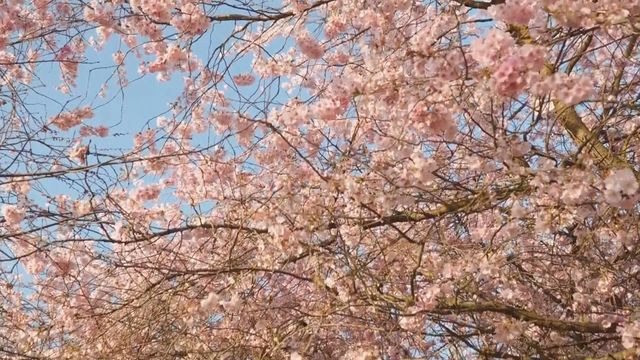 無綫新聞 TVB News