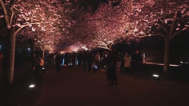 無綫新聞 TVB News