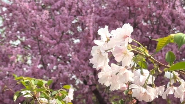 無綫新聞 TVB News