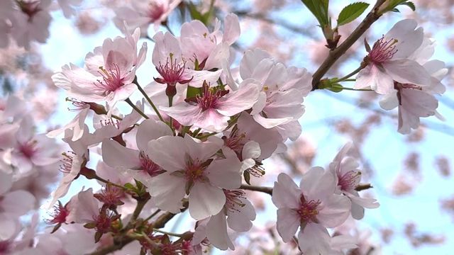 無綫新聞 TVB News