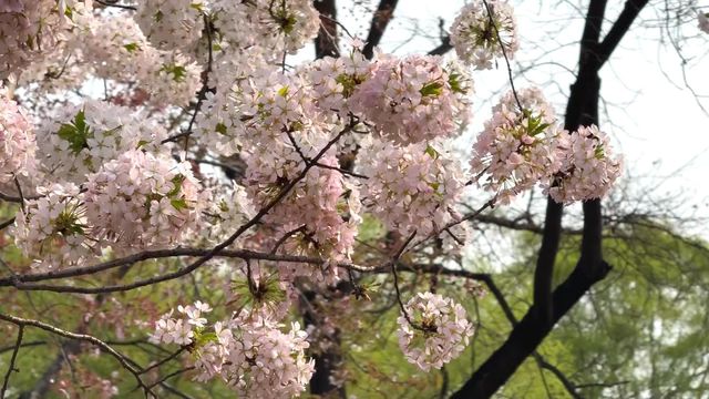 無綫新聞 TVB News