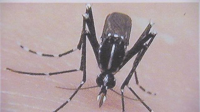 衞生防護中心正調查今年首宗本地登革熱　患者住太和邨