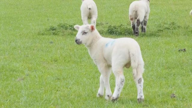 無綫新聞 TVB News