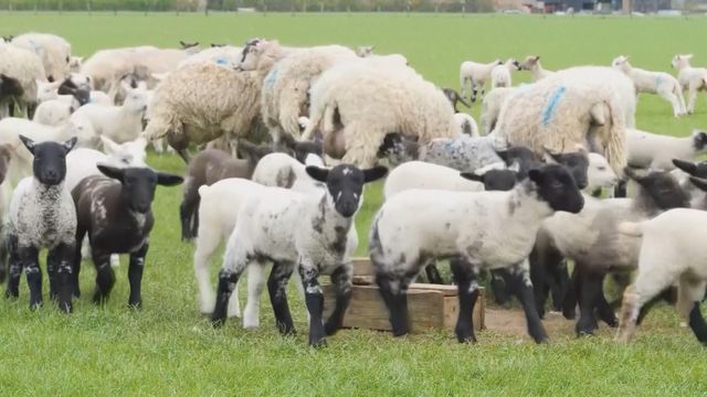 無綫新聞 TVB News