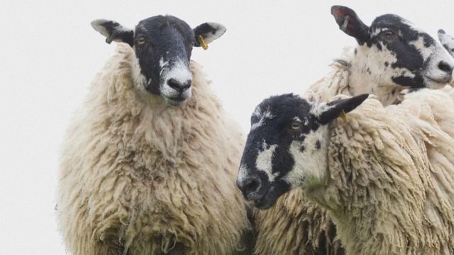 無綫新聞 TVB News