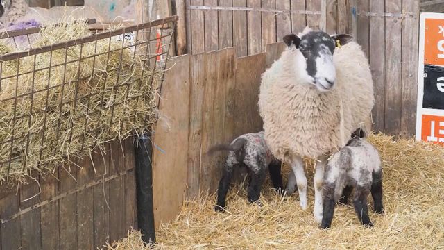 無綫新聞 TVB News