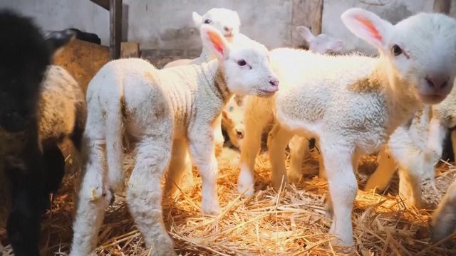 無綫新聞 TVB News