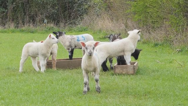 無綫新聞 TVB News