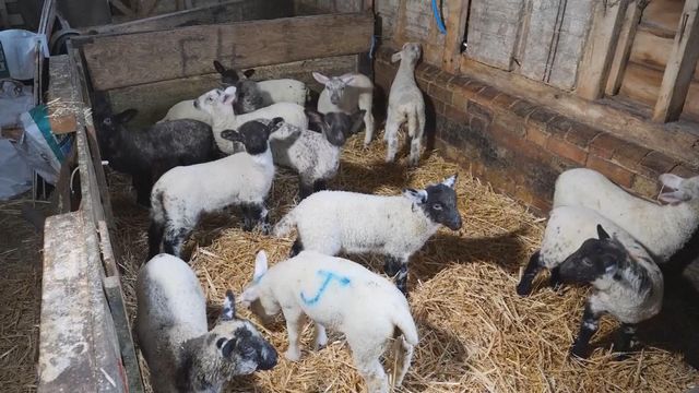 無綫新聞 TVB News