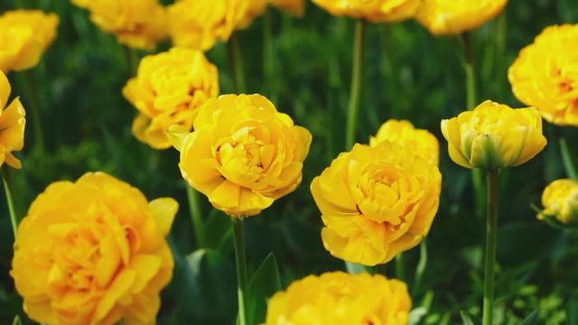 無綫新聞 TVB News