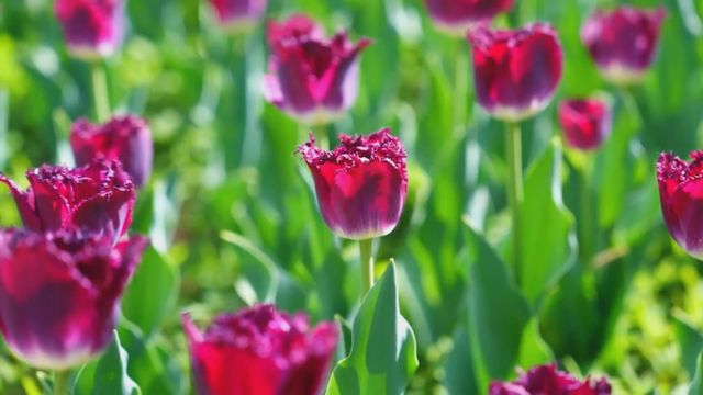 無綫新聞 TVB News